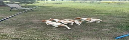 Brittany Spaniel dogs for sale: Brittany Spaniel 6 - Ad 1