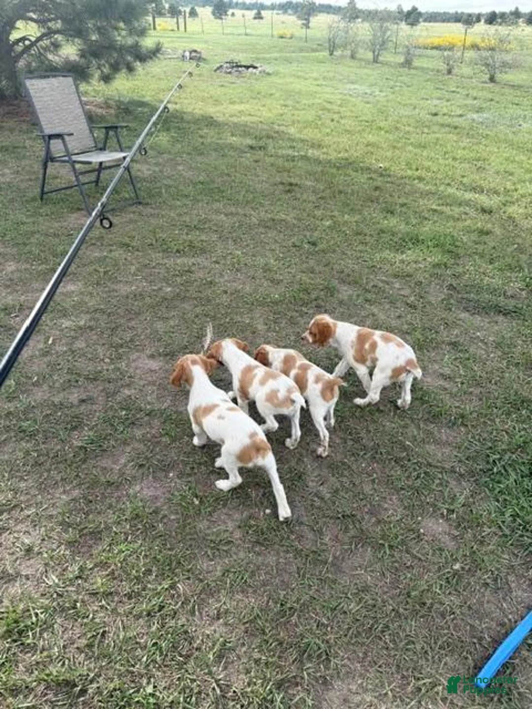 Brittany Spaniel dogs for sale: Brittany Spaniel 6 - Ad 1