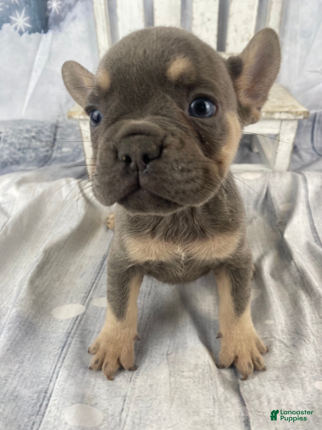 French Bulldog dogs for sale: Zoey - Ad 4