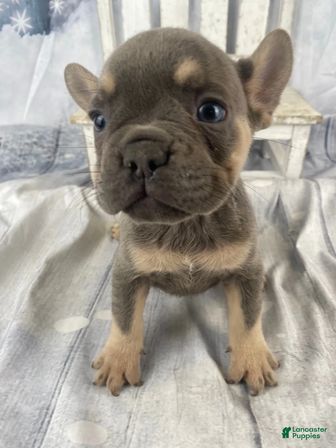 French Bulldog dogs for sale: Zoey - Ad 9