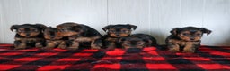 Yorkshire Terrier dogs for sale: CODY - Ad 27