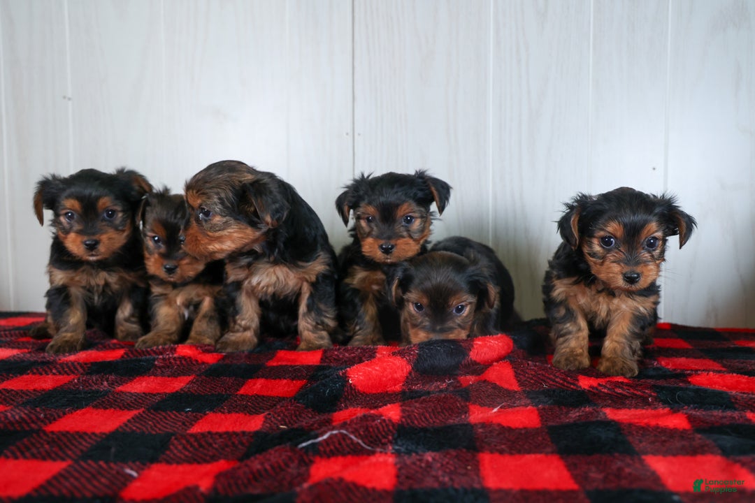 Yorkshire Terrier dogs for sale: CODY - Ad 27