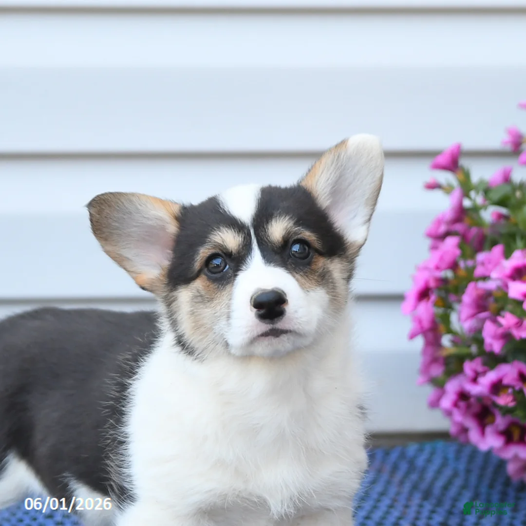 Welsh Corgi Pembroke dogs for sale: Pearl - Ad 5