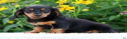Miniature Dachshund dogs for sale: Bella - Ad 4