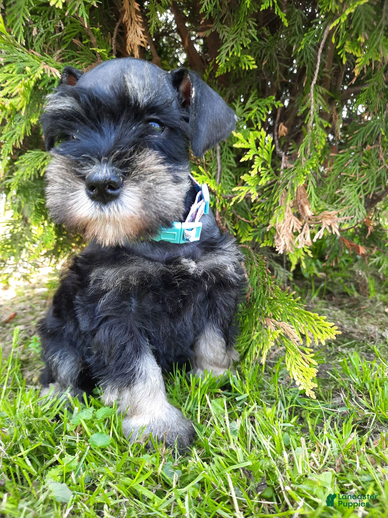Miniature Schnauzer dogs AKC Cutie Pie - Ad 1
