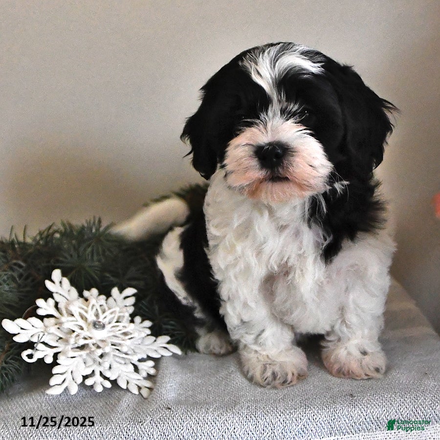 Shihpoo dogs Kelsey - Ad 11