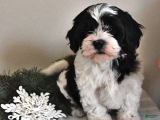 Shihpoo dogs Kelsey - Ad 28