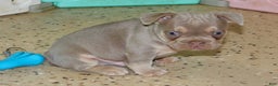 French Bulldog dogs for sale: Copper - Ad 5