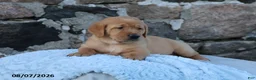 Goldador dogs for sale: Honda - Ad 3