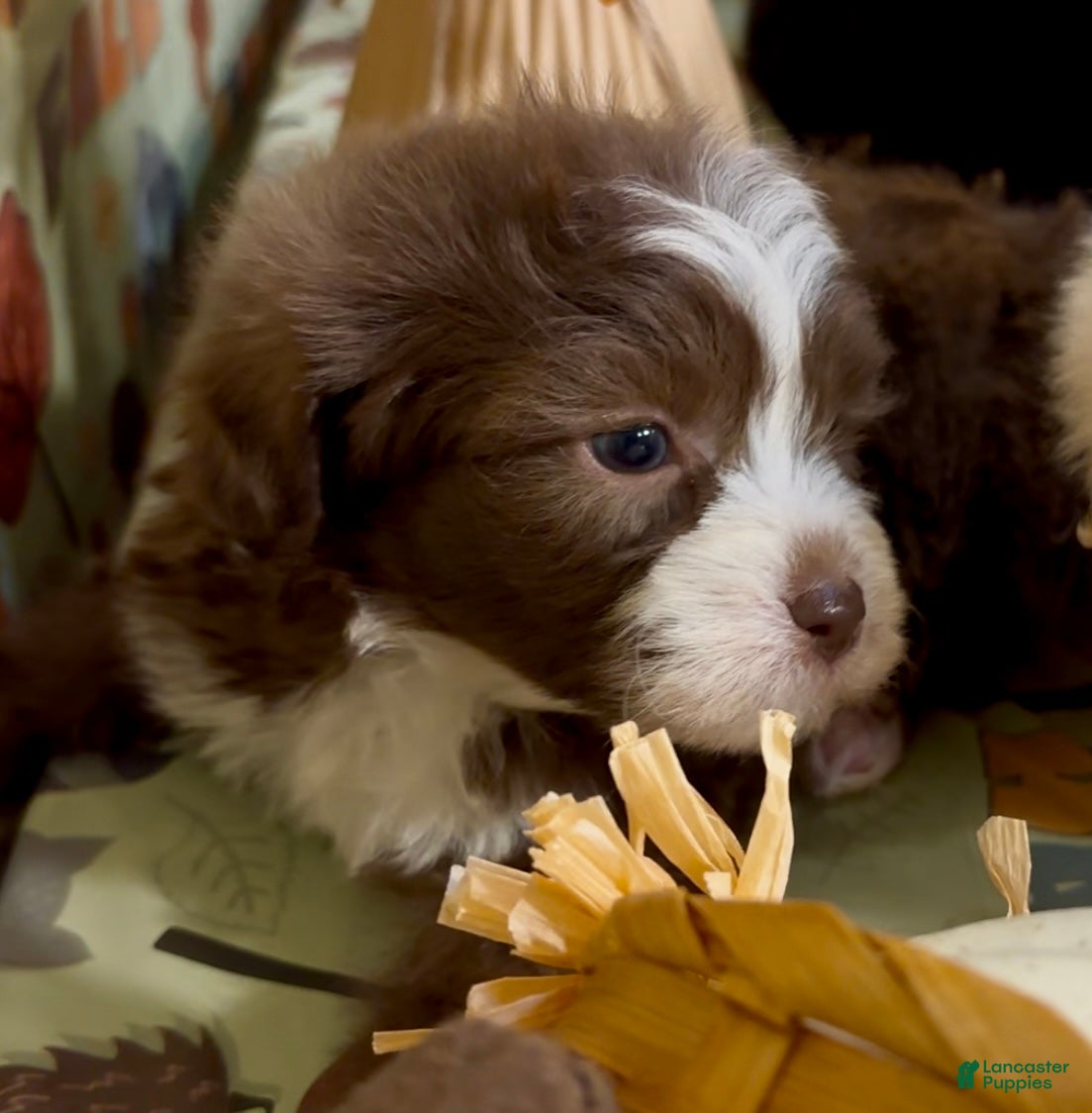 Shorkie dogs for sale: Shorkie 1 - Ad 30