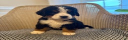 Bernese Mountain Dog dogs for sale: Indie - Ad 2