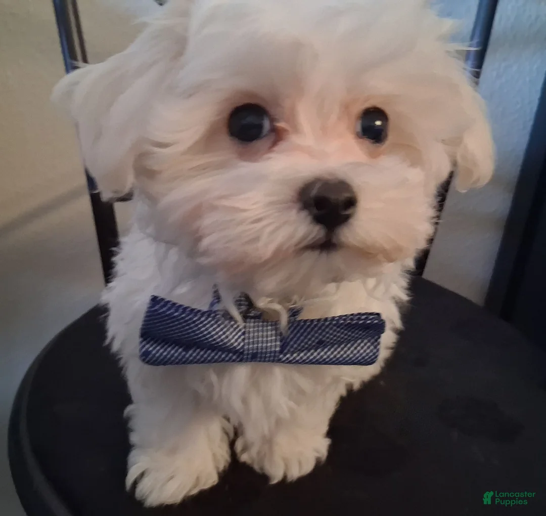 Maltipoo dogs for sale: Simon - Ad 7