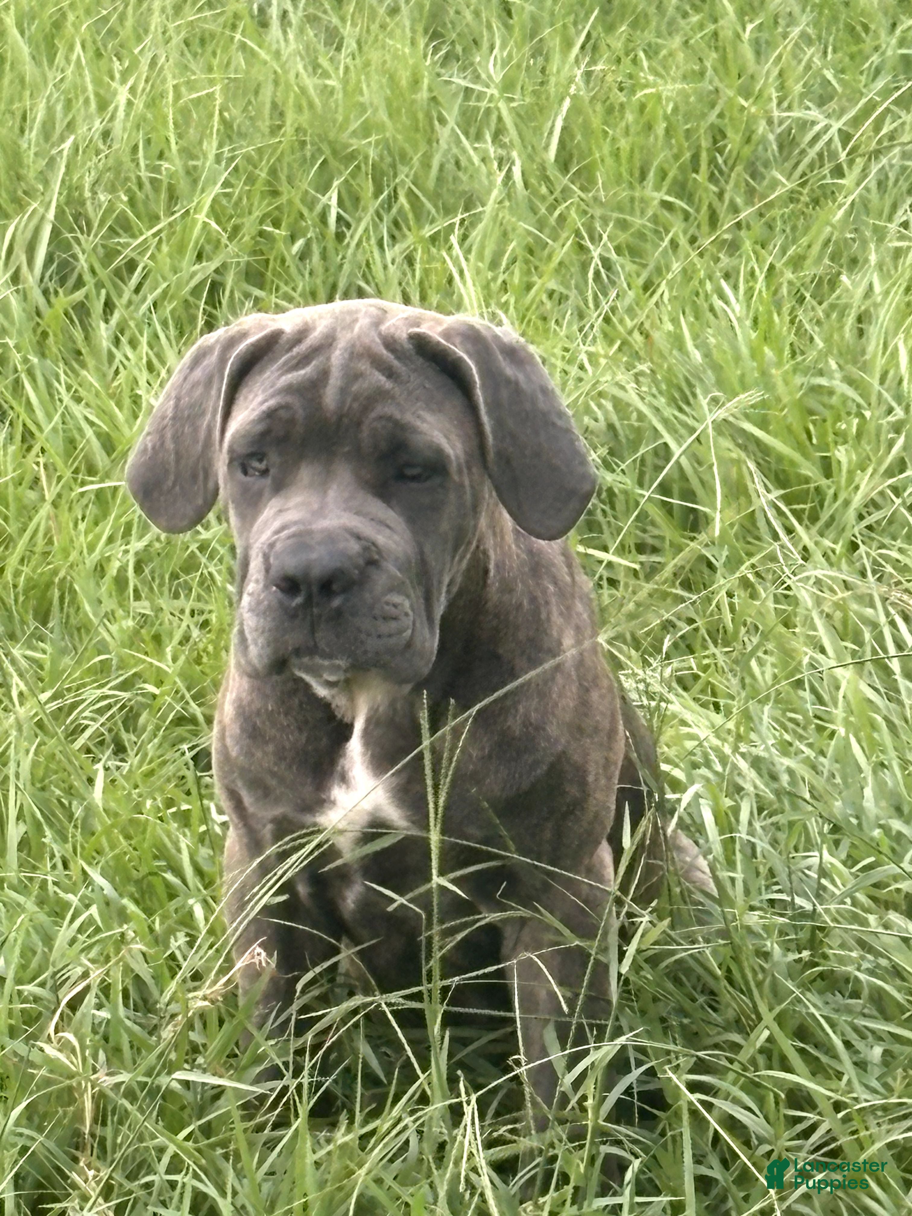 Cane Corso dogs Cane Corso 2 Caleese - Ad 6