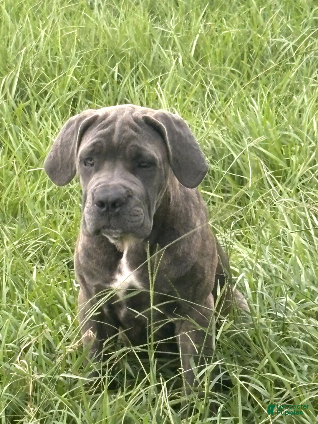 Cane Corso dogs for sale: Cane Corso 2 Caleese - Ad 1