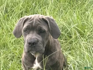 Cane Corso dogs Cane Corso 2 Caleese - Ad 6