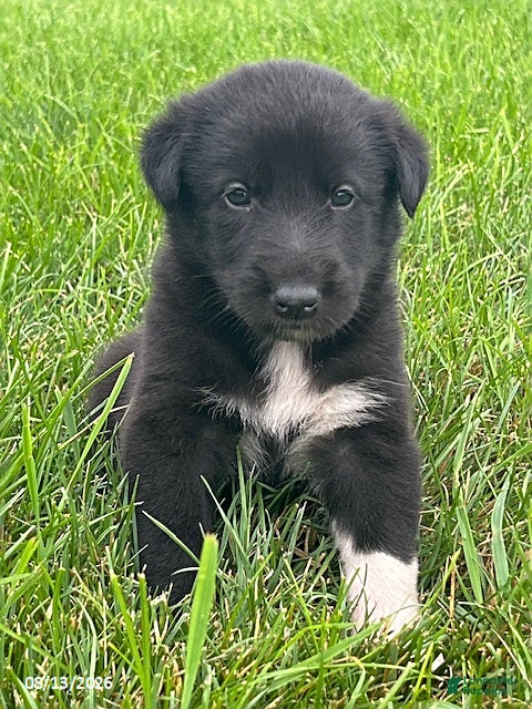 Mixed Breed dogs for sale: Bryce - Ad 1