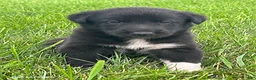 Mixed Breed dogs for sale: Bryce - Ad 1