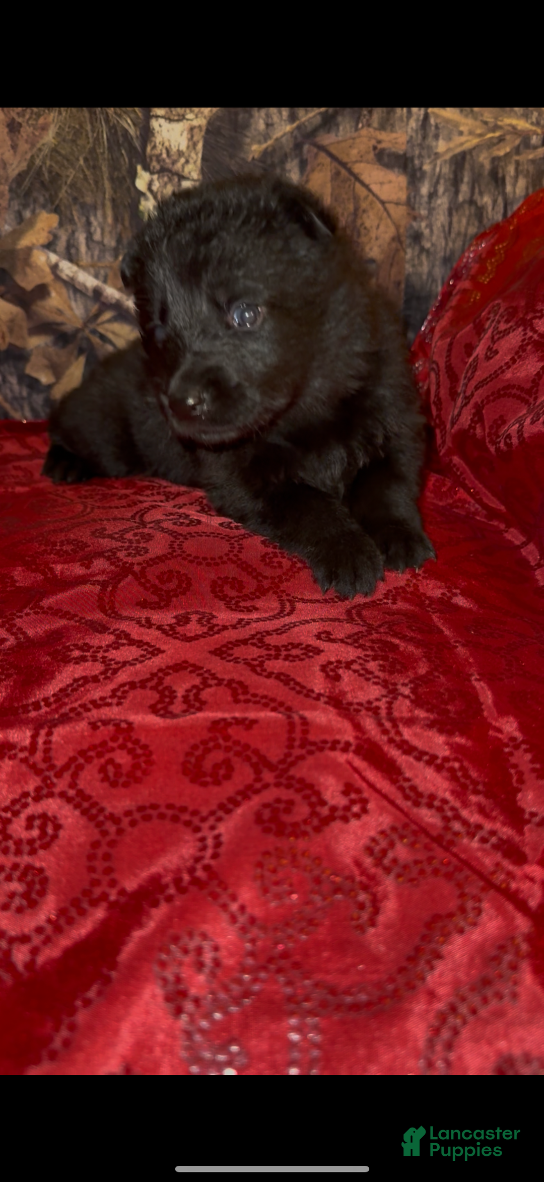 German Shepherd dogs for sale: Sussie B - Ad 10