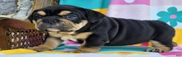 English Bulldog dogs for sale: Star - Ad 6