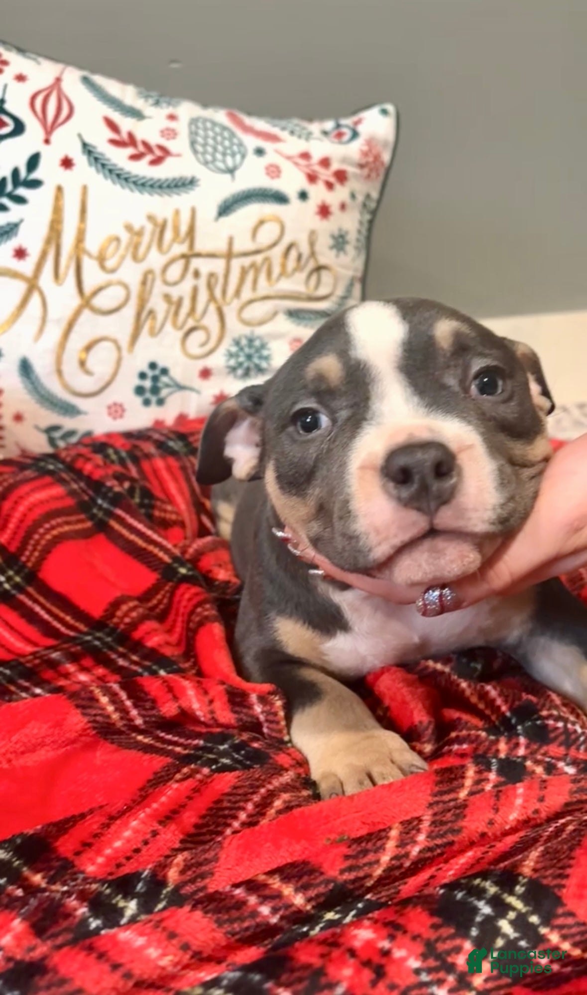 American Bulldog dogs American Bulldog Puppy 3 - Ad 2