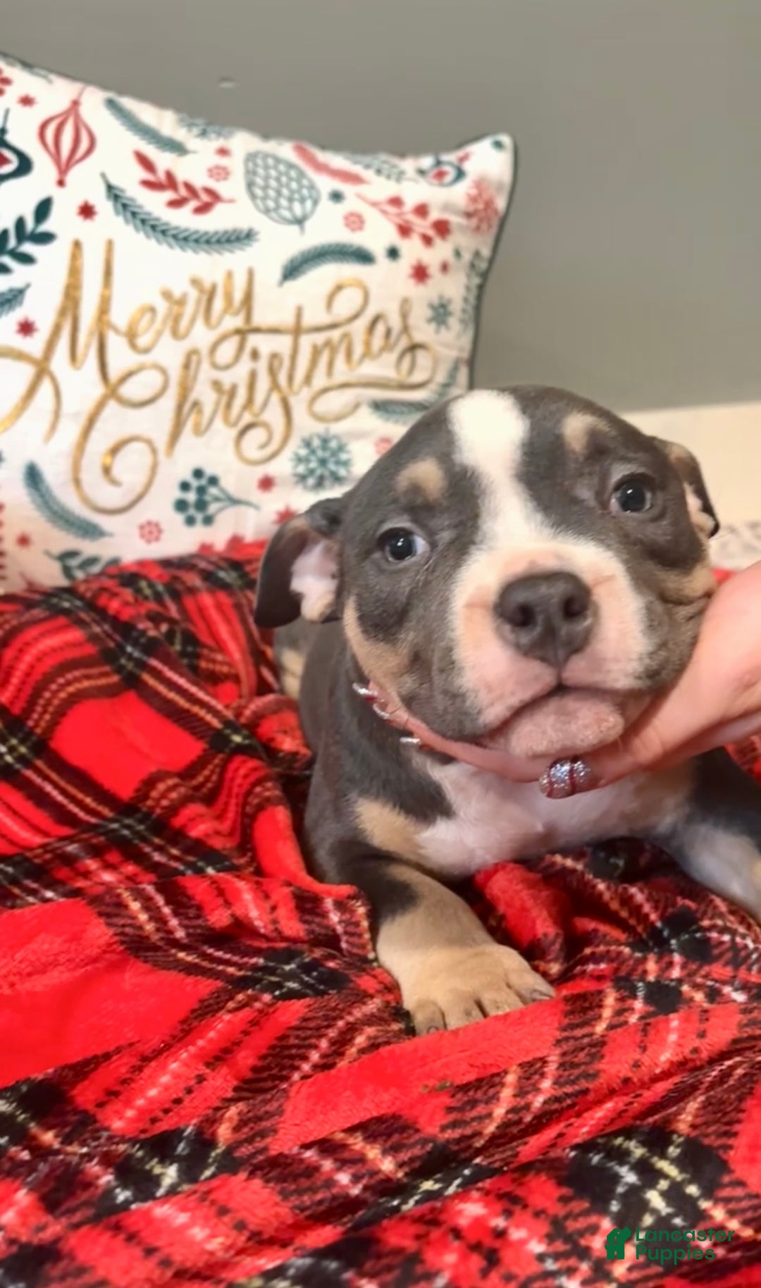 American Bulldog dogs for sale: American Bulldog Puppy 3 - Ad 1