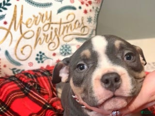 American Bulldog dogs American Bulldog Puppy 3 - Ad 2