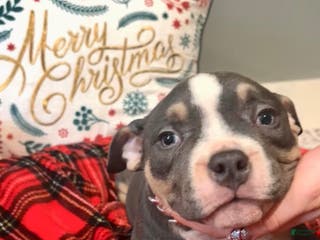 American Bulldog dogs American Bulldog Puppy 3 - Ad 3