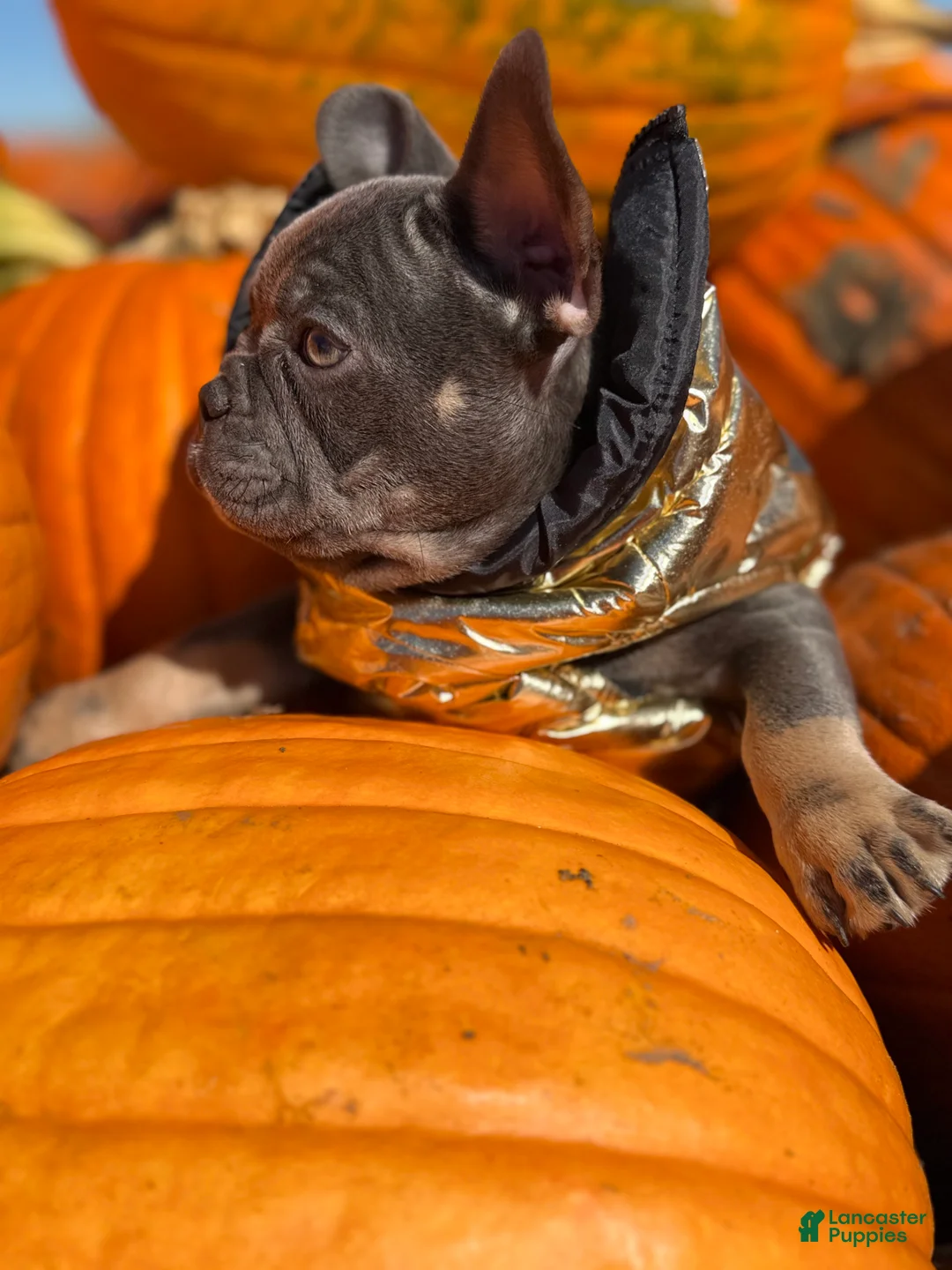 French Bulldog dogs for sale: Jelly - Ad 2