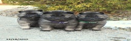 Keeshond dogs for sale: Frost  - Ad 3