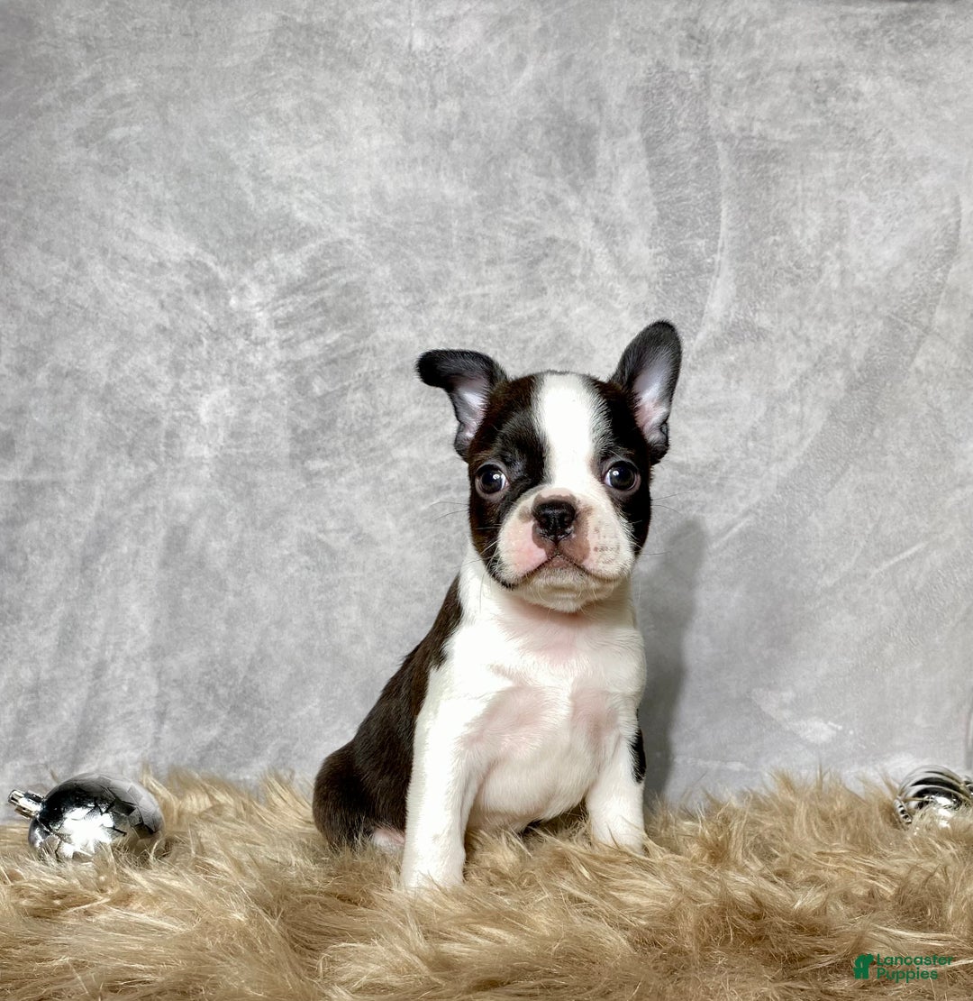 Boston Terrier dogs for sale: Cedar  - Ad 3