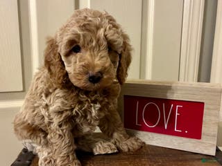 Cockapoo dogs Axel - Ad 17