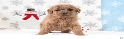 Mini Goldendoodle dogs for sale: Twila - Ad 2