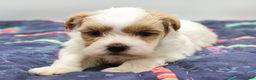Maltipoo dogs for sale: Red & white male - Ad 4