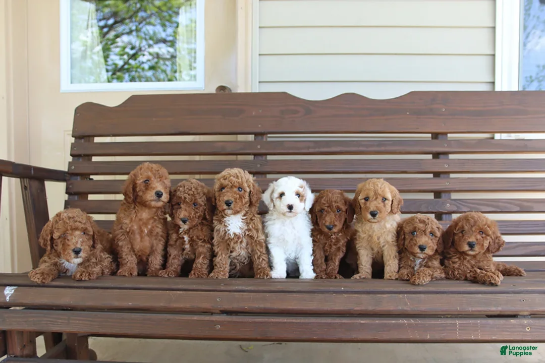 Mini Goldendoodle dogs for sale: Bingo - Ad 10