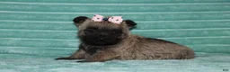 Cairn Terrier dogs for sale: Callie - Ad 3