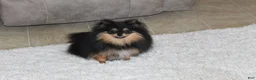 Pomeranian dogs for sale: Teacup Macy - Ad 10