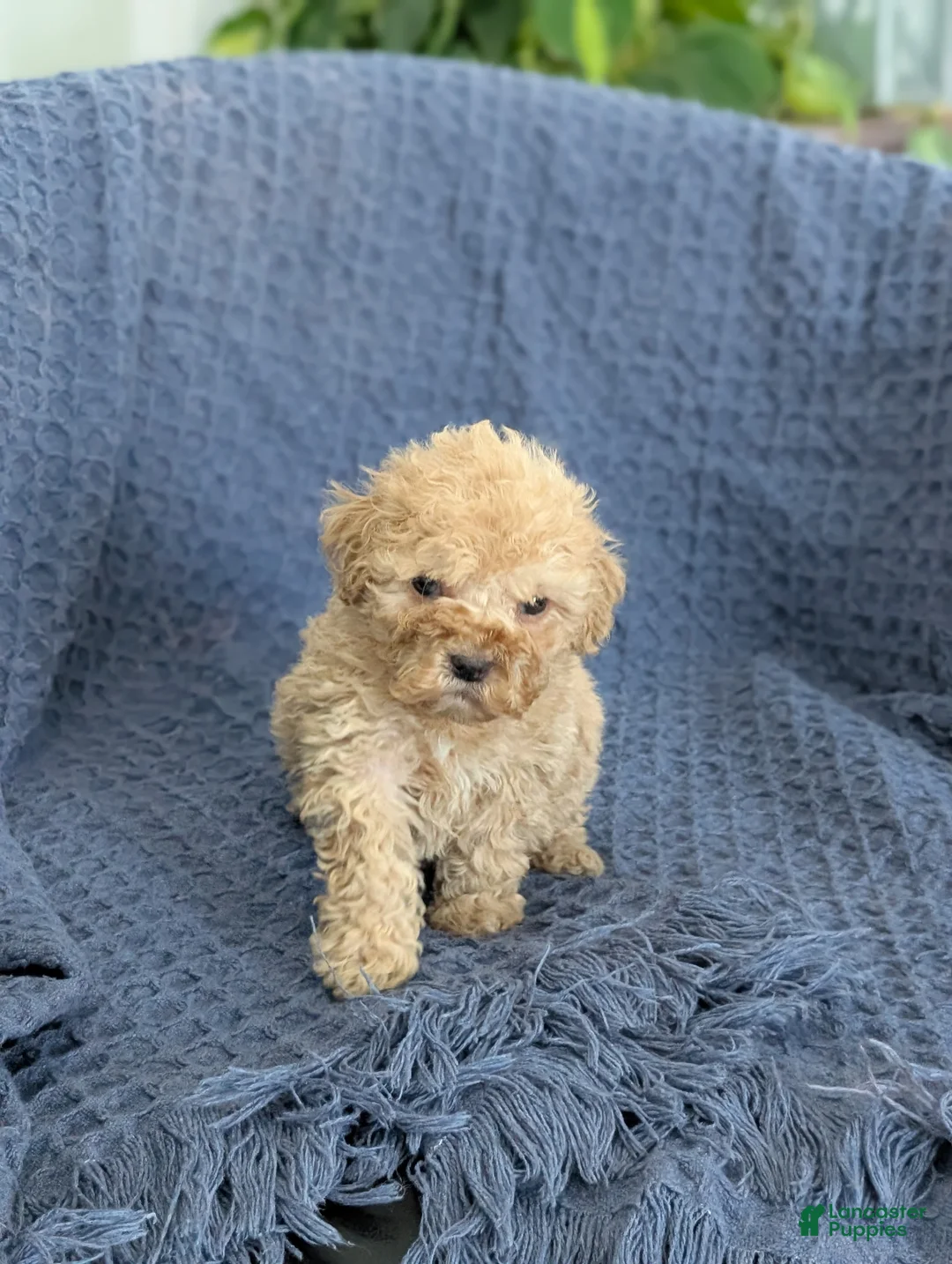 Cockapoo dogs for sale: Tiny Angelina  - Ad 4