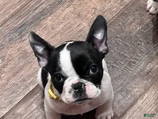 Mixed Breed dogs for sale: Recees - Ad 2