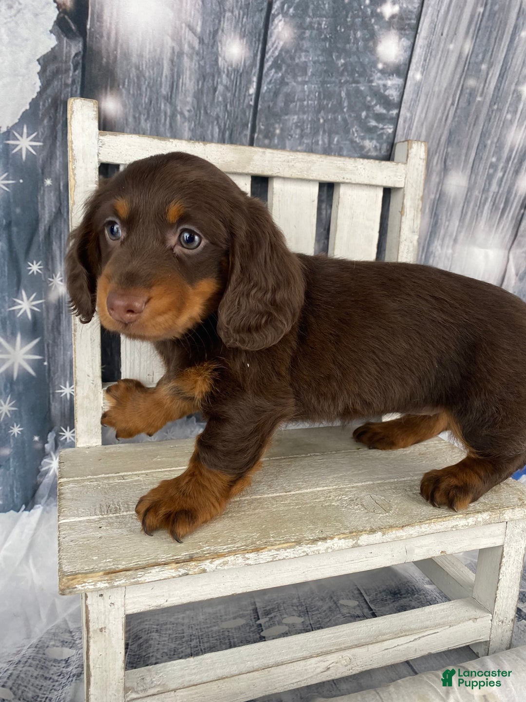 Miniature Dachshund dogs for sale: Lexi - Ad 5