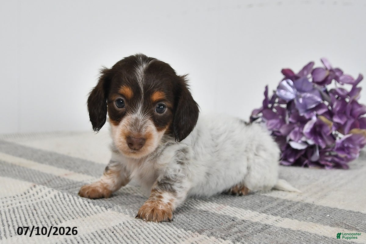 Miniature Dachshund dogs Brody - Ad 1