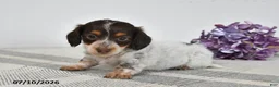 Miniature Dachshund dogs for sale: Brody - Ad 1