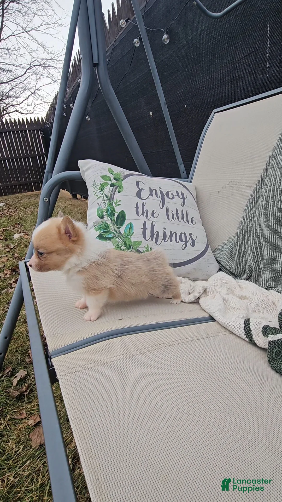 Mixed Breed dogs for sale: Rhea - Ad 7