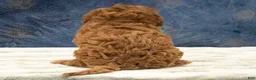 Cavapoo dogs for sale: Oscar - Ad 6