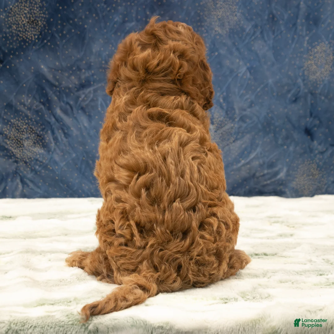 Cavapoo dogs for sale: Oscar - Ad 6