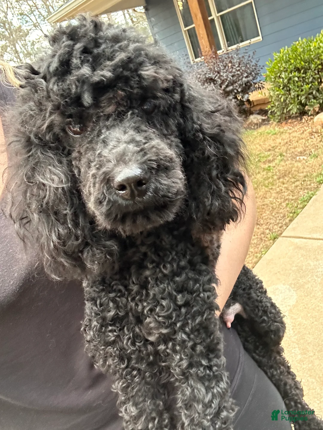 Miniature Poodle dogs for sale: Miniature Poodle 1 - Ad 10