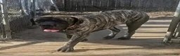 English Mastiff dogs for sale: Raven - Ad 8