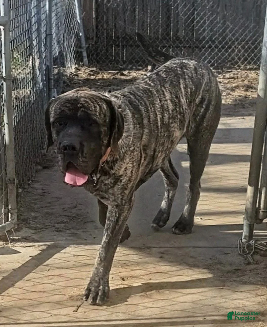 English Mastiff dogs for sale: Raven - Ad 8