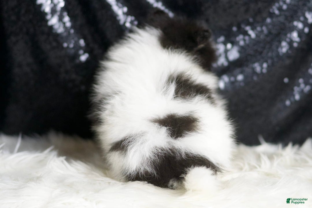 Pomeranian dogs for sale: Bingo - Ad 6