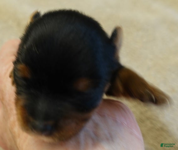 Yorkshire Terrier dogs Nutmeg - Ad 16