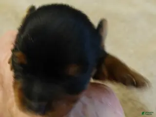 Yorkshire Terrier dogs Nutmeg - Ad 16